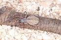 Phryganoporus_canididus_D3619_Z_85_Hamelin pool_Australie